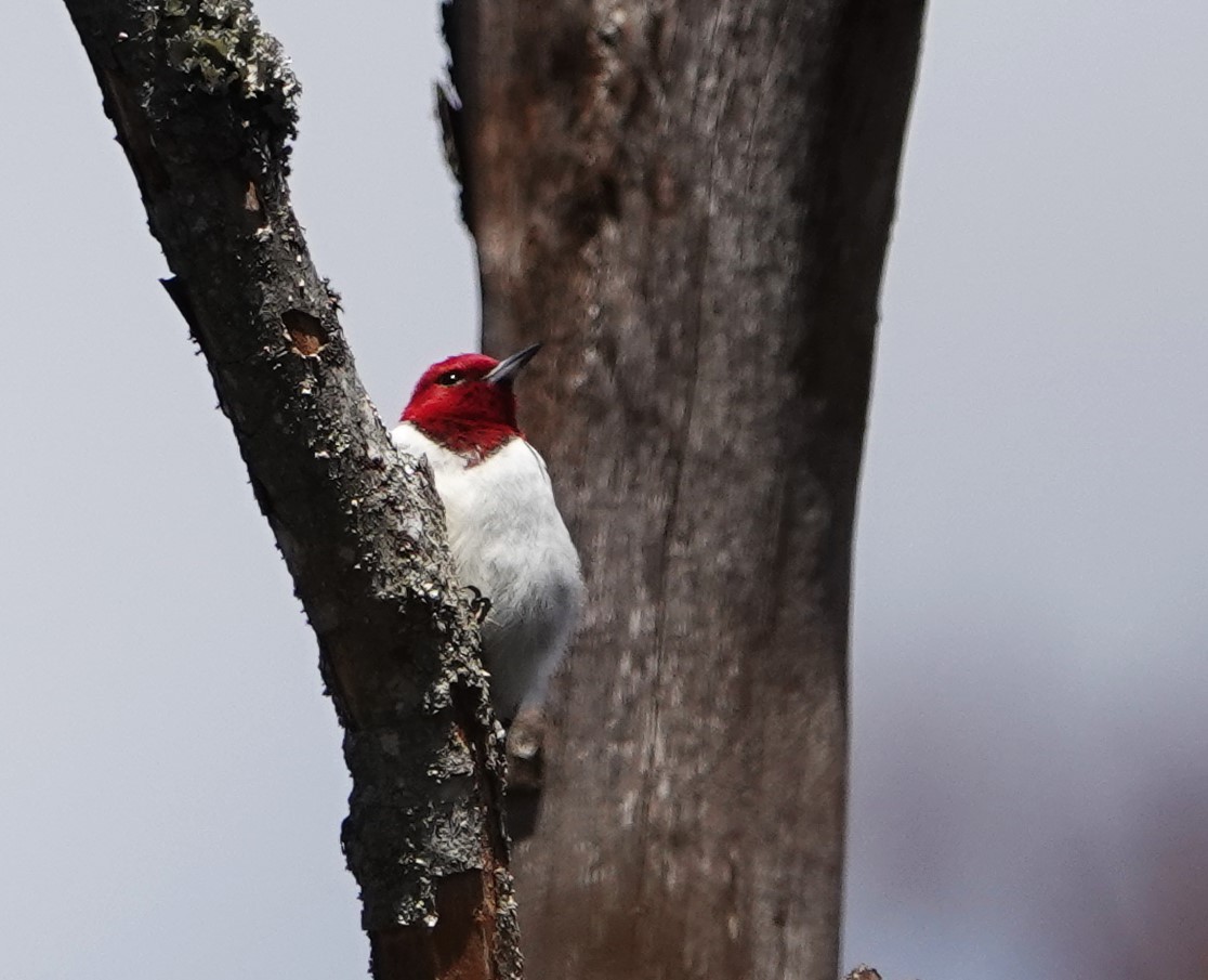 Red-headed Woodpecker - ML618455779