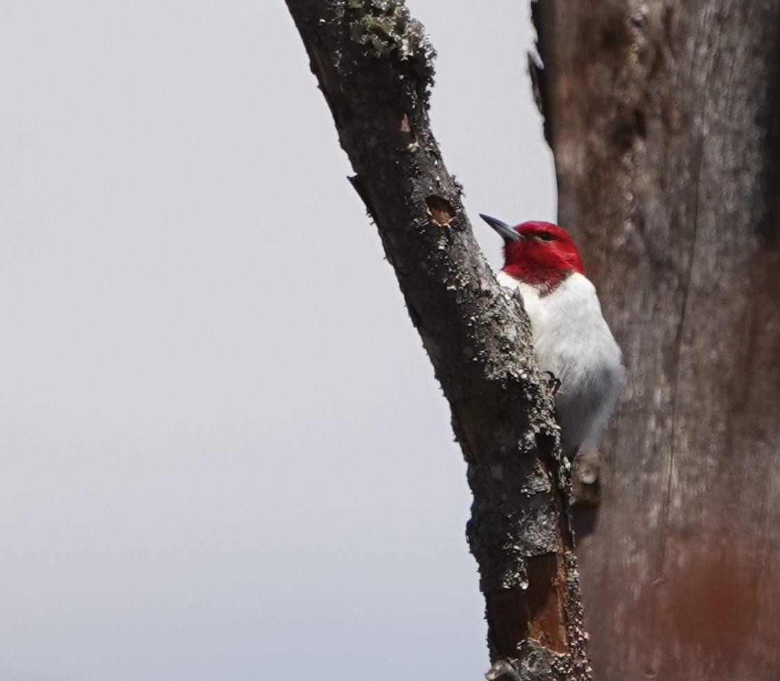 Red-headed Woodpecker - ML618455788