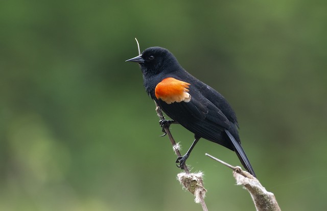 Red-winged Blackbird at Thacker Regional Park by Chris McDonald