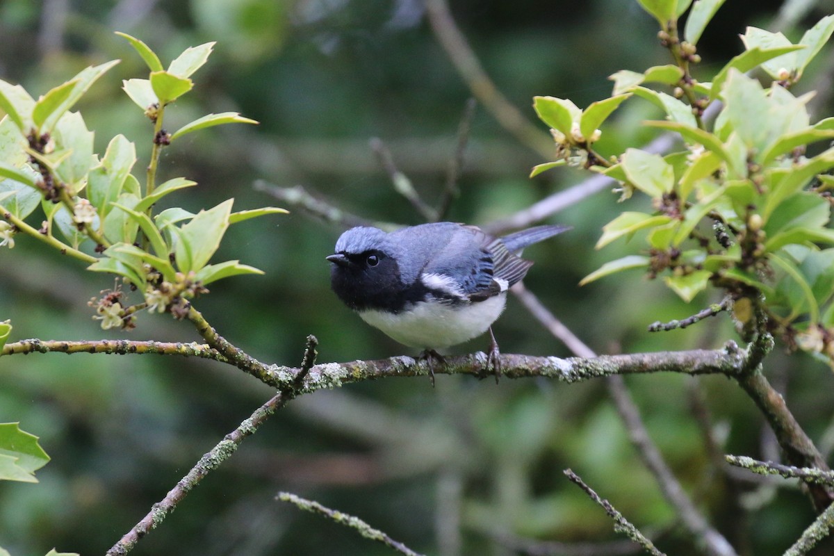 Black-throated Blue Warbler - ML618455863