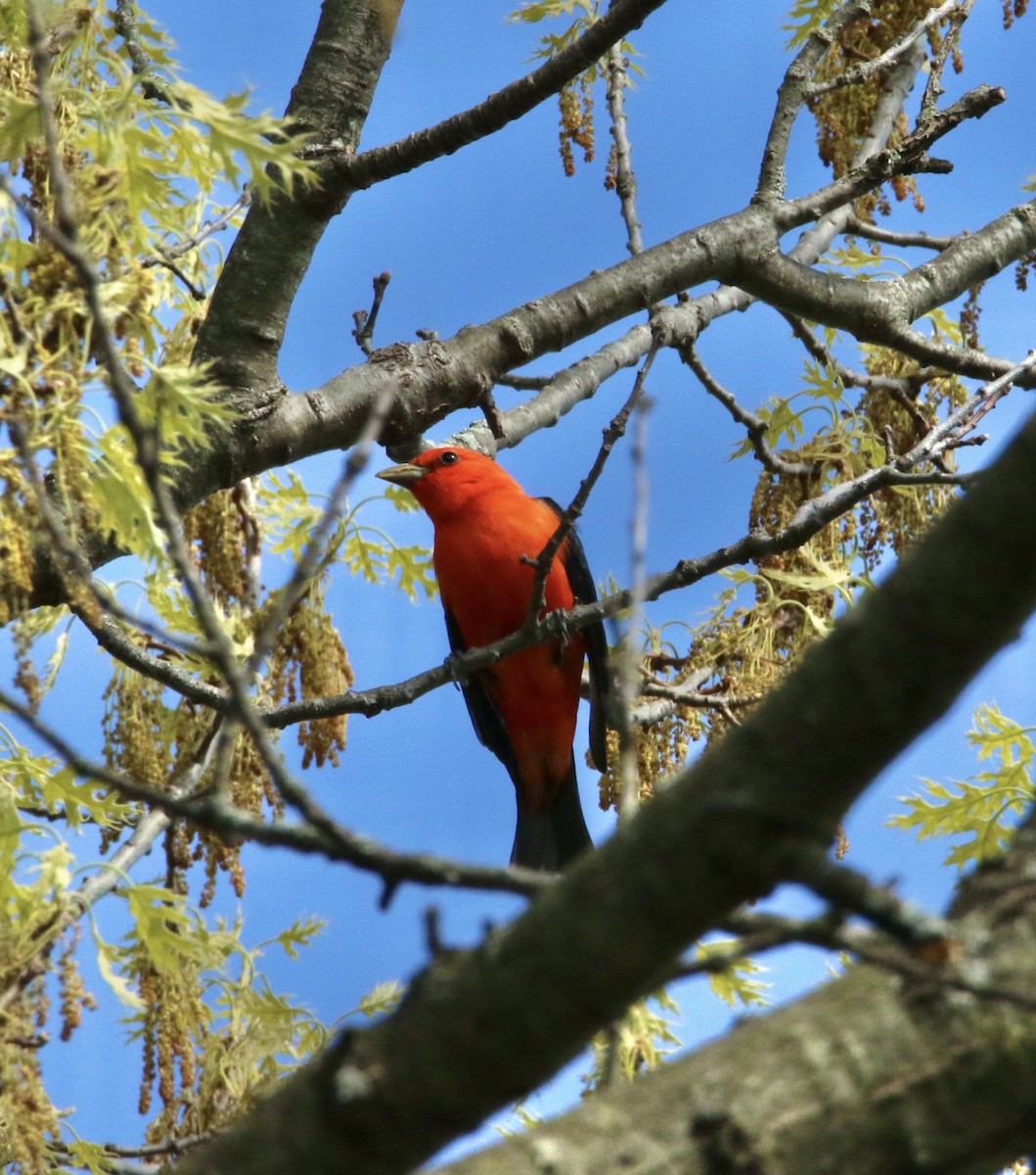 Scarlet Tanager - ML618455867