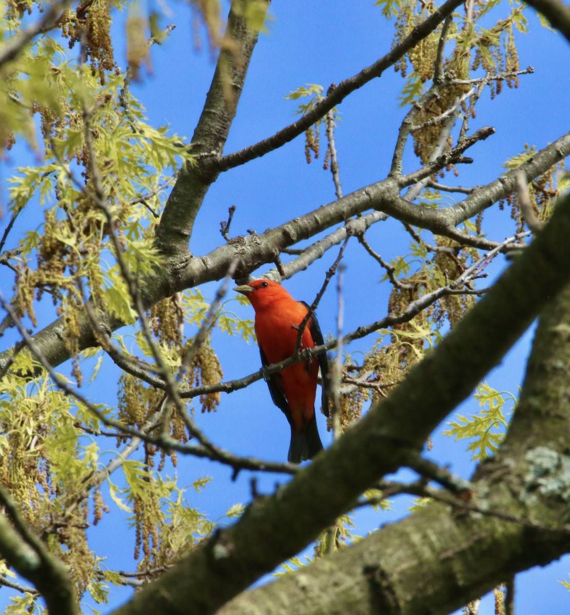 Scarlet Tanager - ML618455872