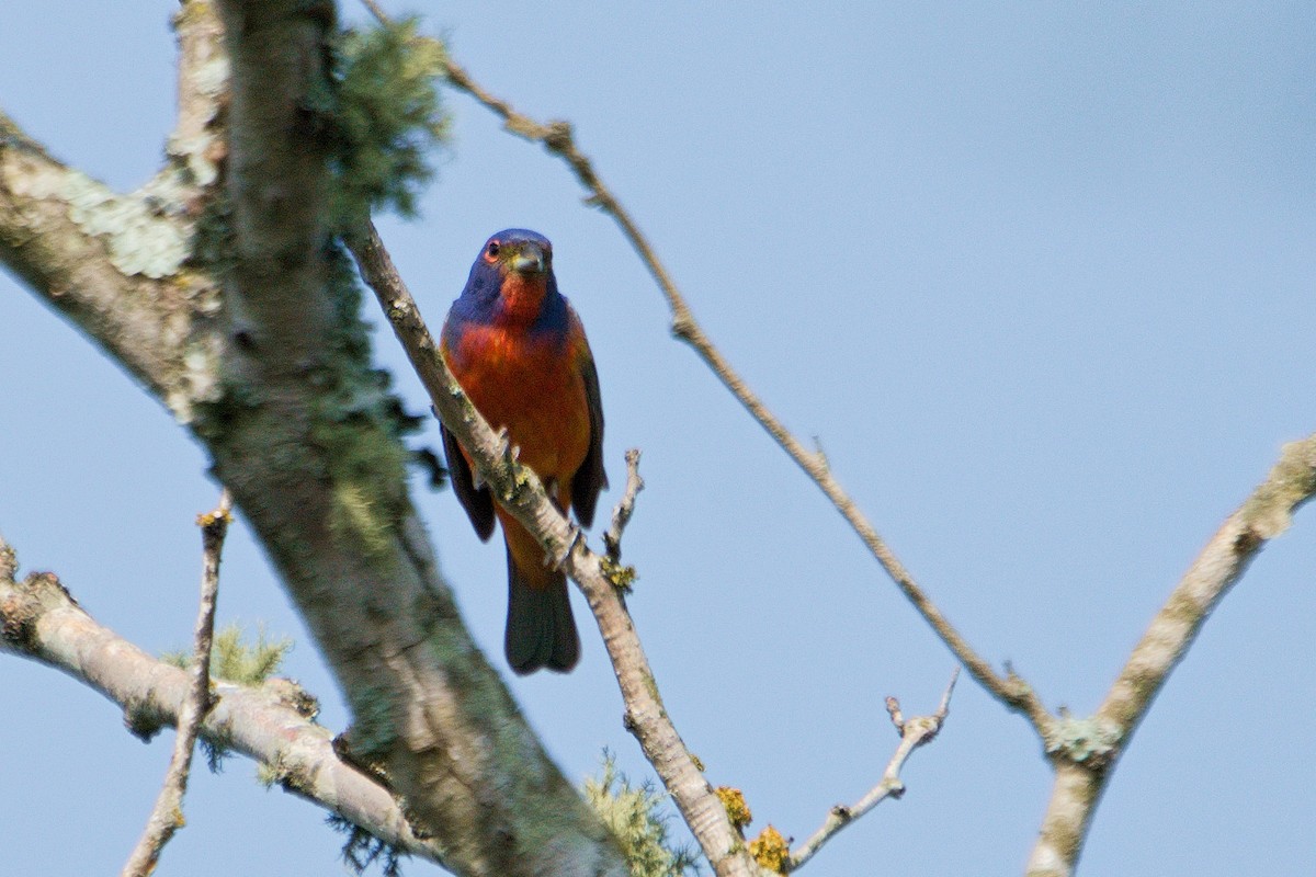 Painted Bunting - ML618455880