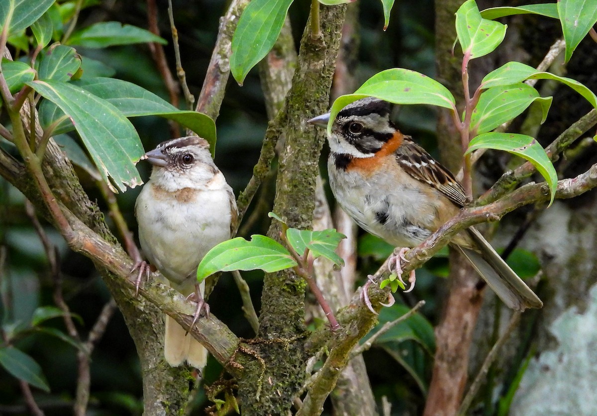 Rufous-collared Sparrow - ML618455896