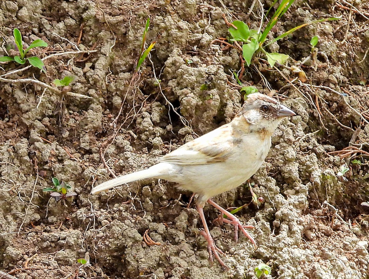 Rufous-collared Sparrow - ML618455897