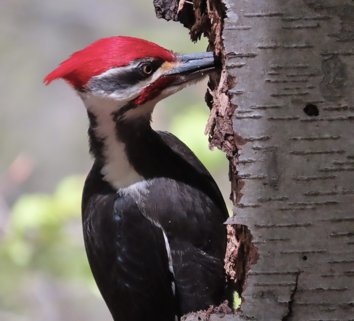 Pileated Woodpecker - ML618455902