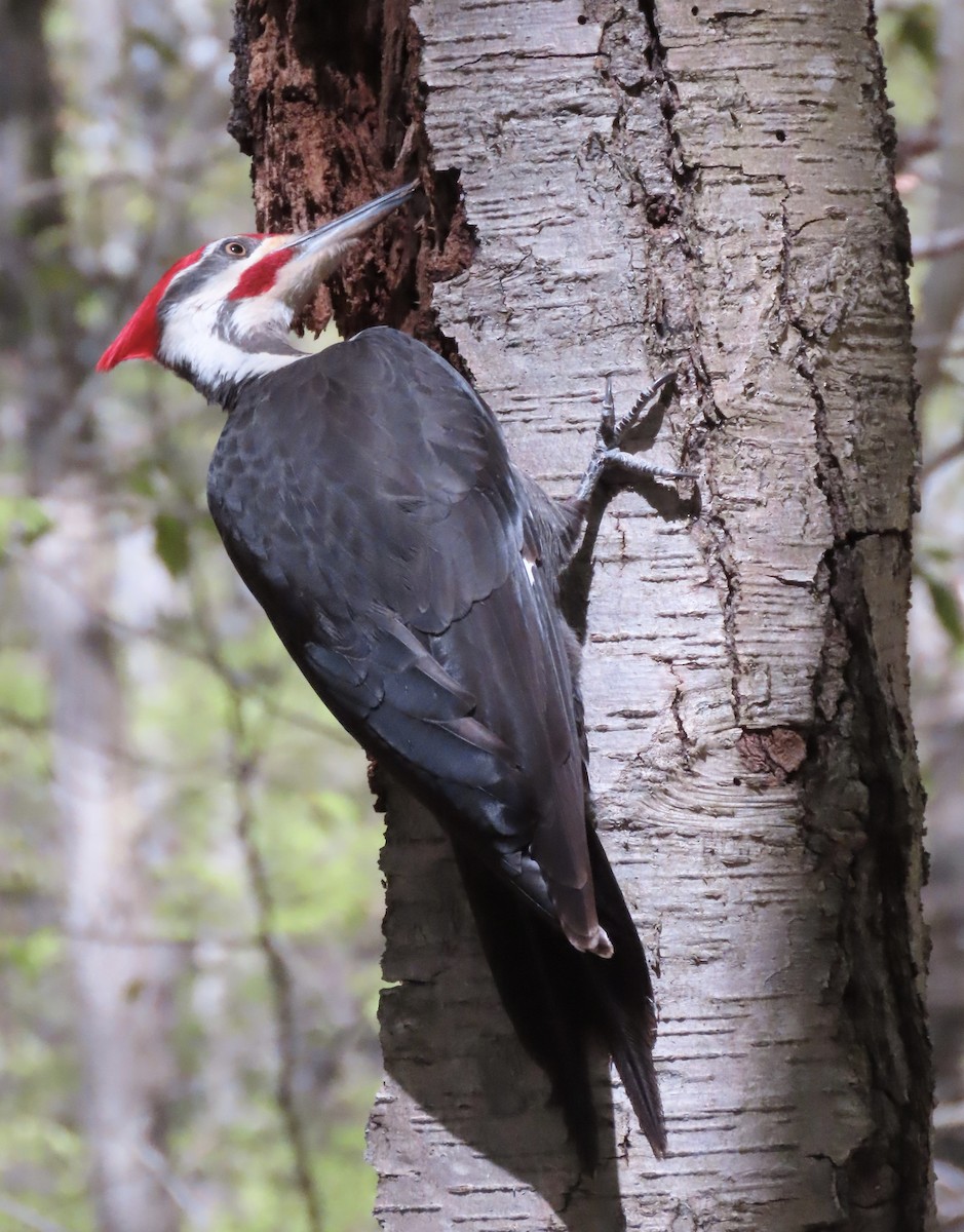 Pileated Woodpecker - ML618455903