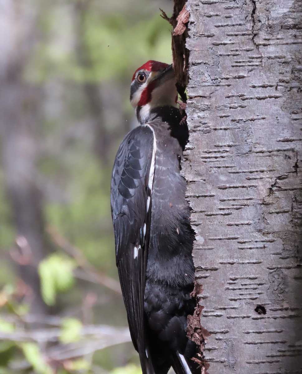 Pileated Woodpecker - ML618455904