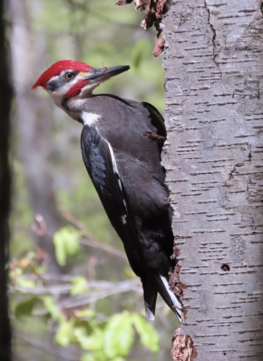 Pileated Woodpecker - ML618455905