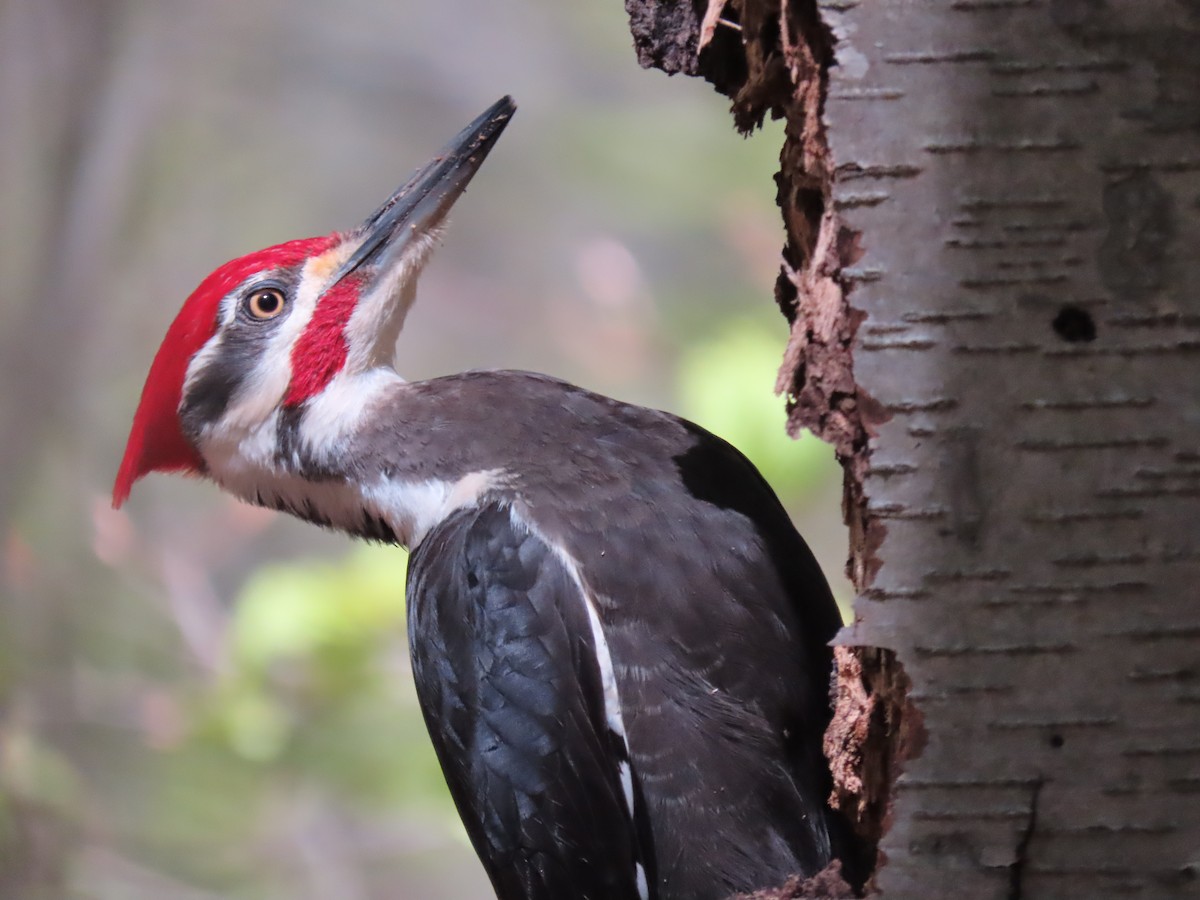 Pileated Woodpecker - ML618455906