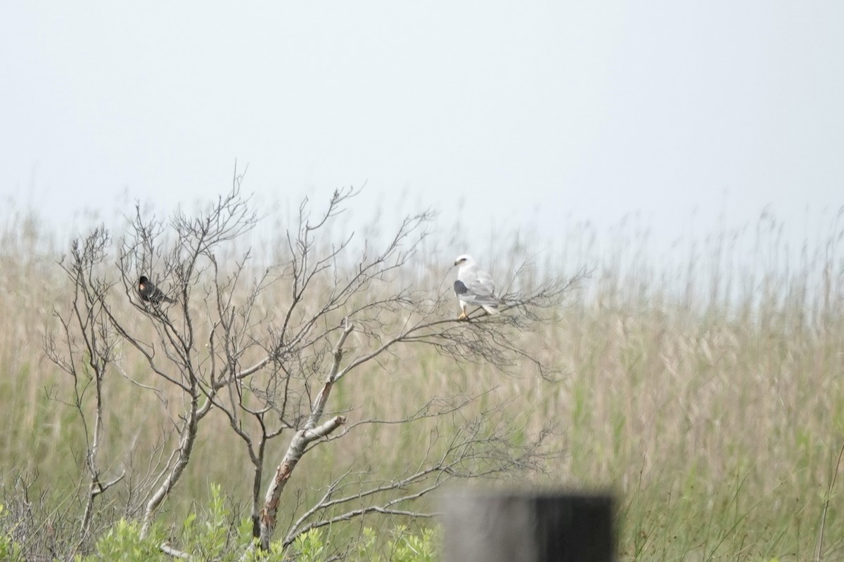 White-tailed Kite - ML618455910