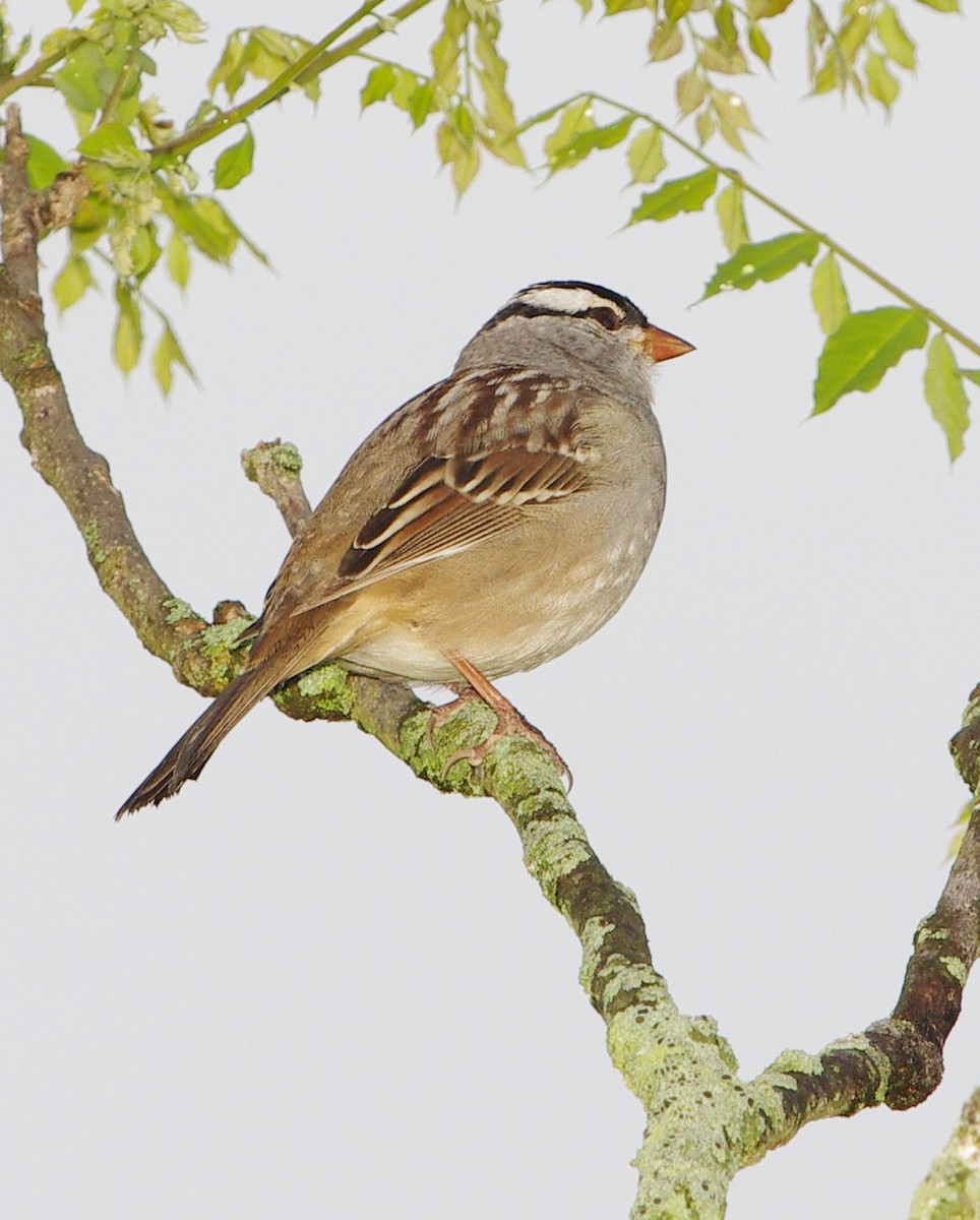 White-crowned Sparrow - ML618455913