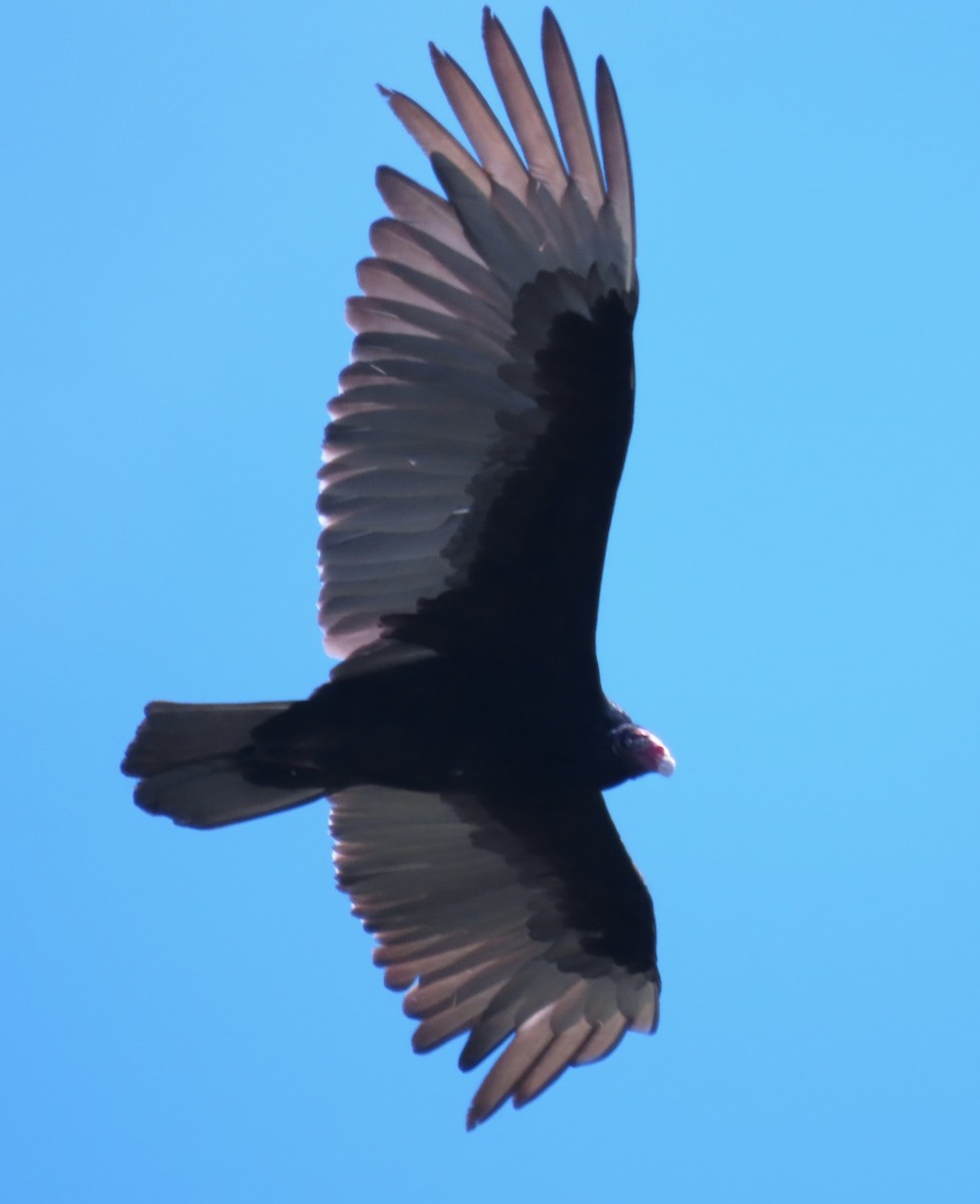 Turkey Vulture - ML618455916