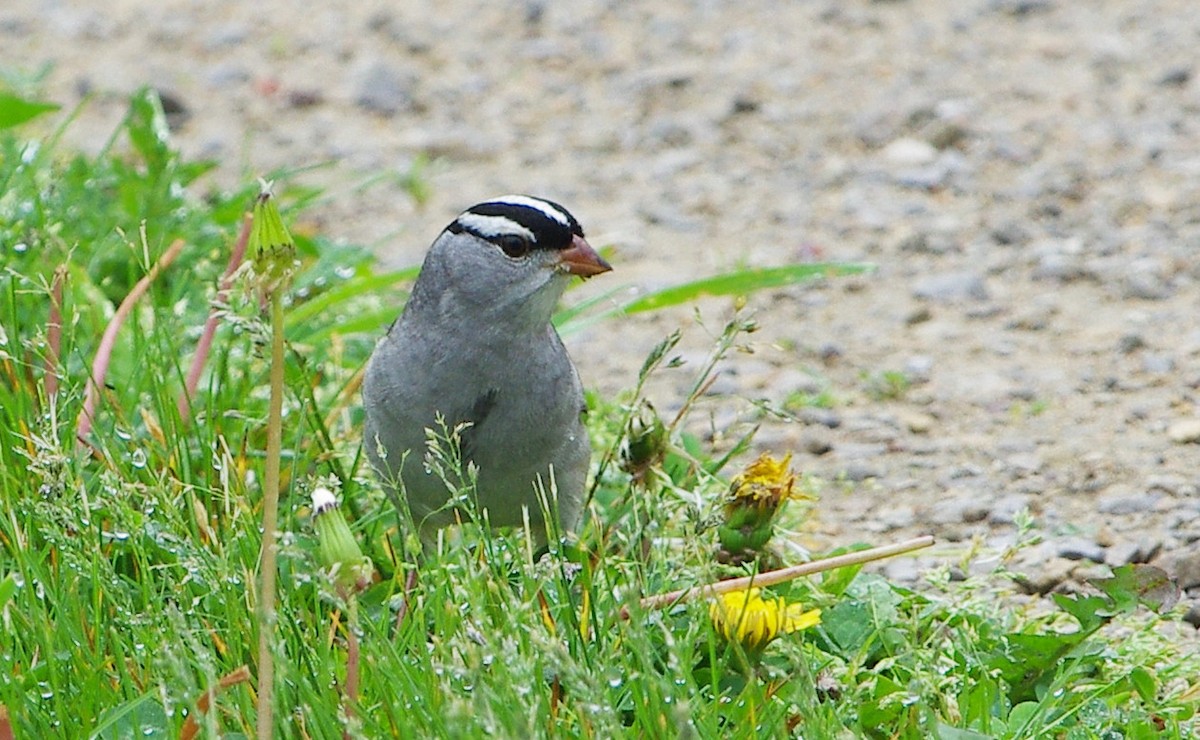 White-crowned Sparrow - ML618455923