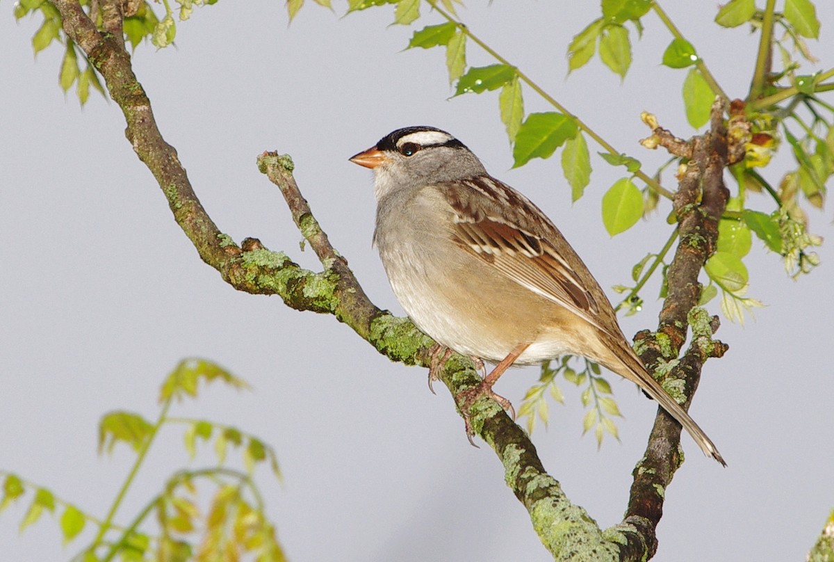 White-crowned Sparrow - ML618455924