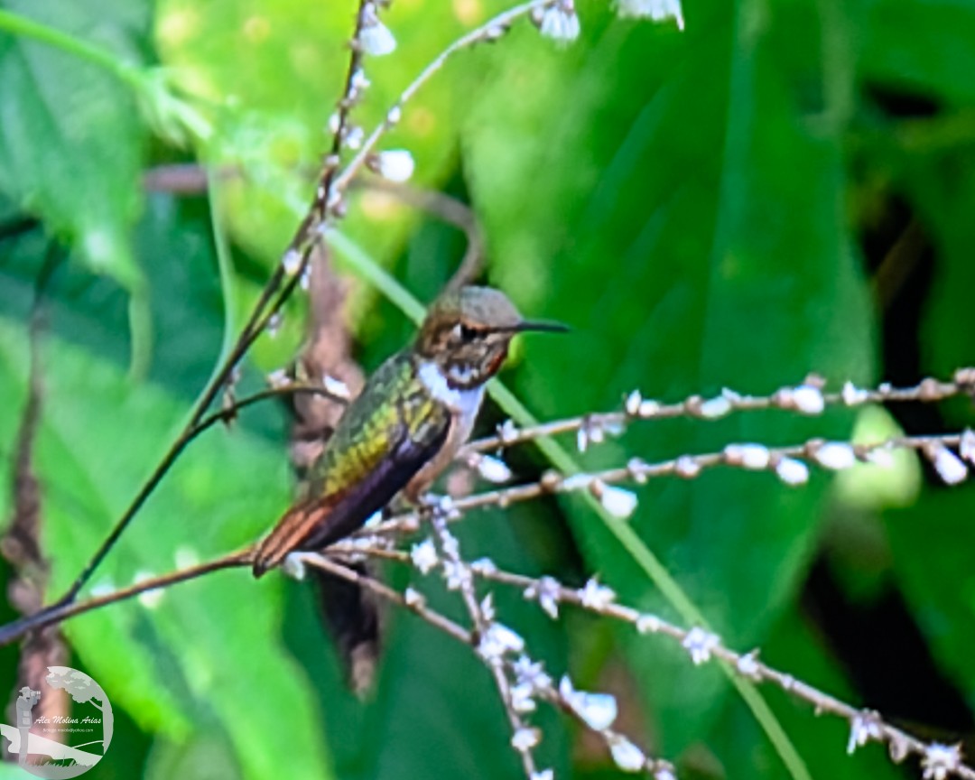 Scintillant Hummingbird - ML618455969