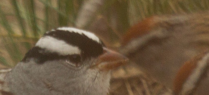 White-crowned Sparrow (Dark-lored) - ML618455981