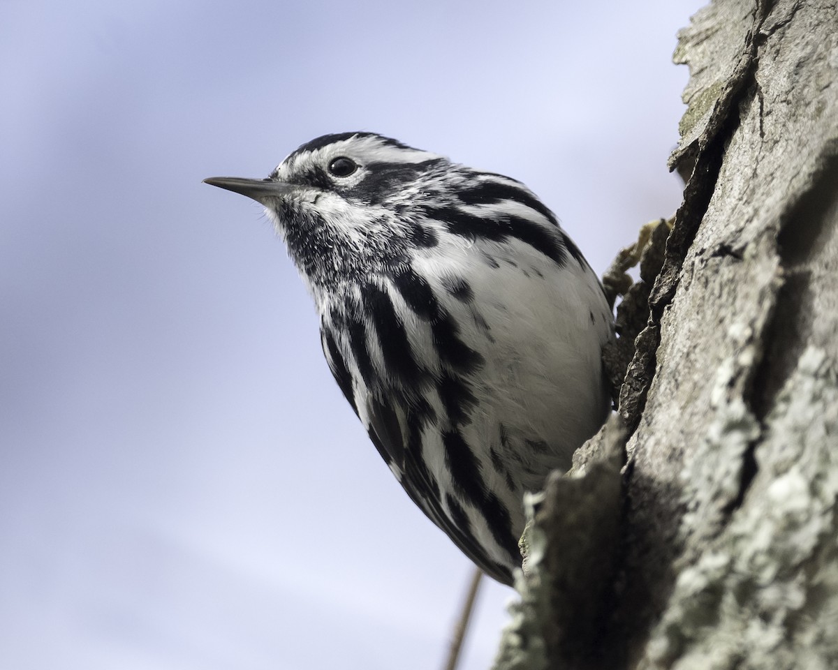 Black-and-white Warbler - ML618455995
