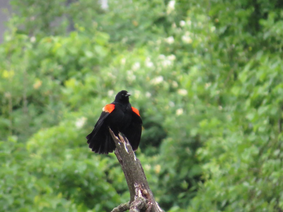 Red-winged Blackbird - ML618456006