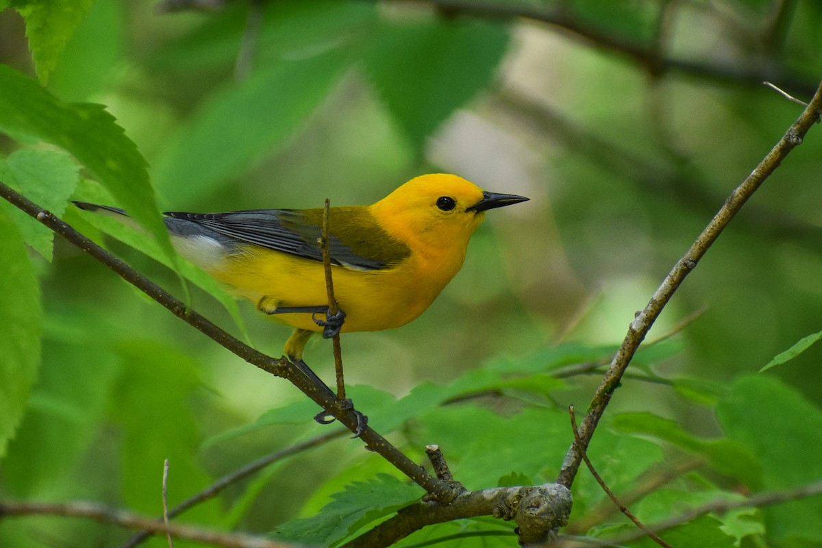 Prothonotary Warbler - ML618456007