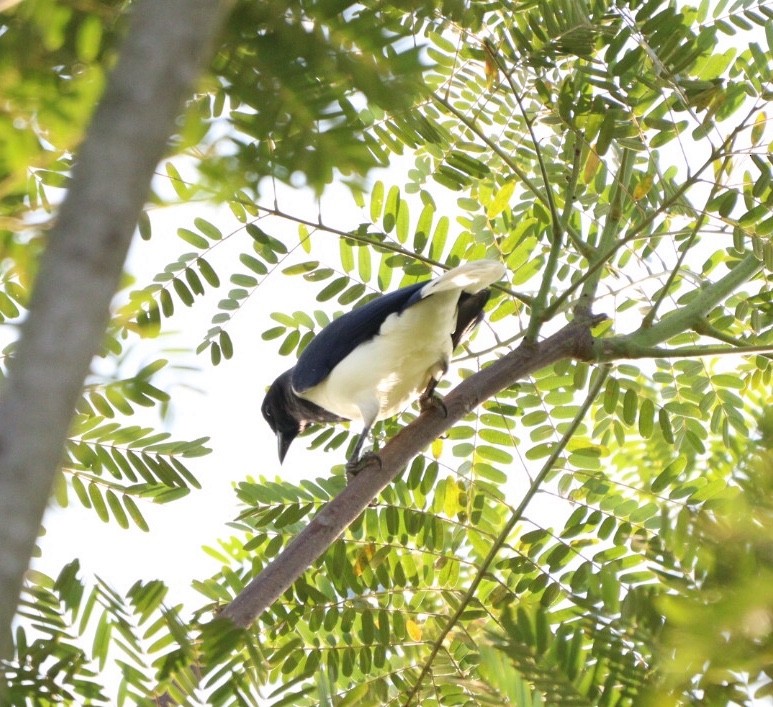 Curl-crested Jay - ML618456011