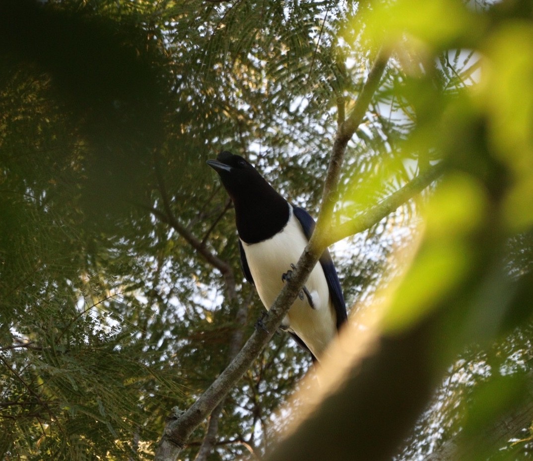 Curl-crested Jay - ML618456018