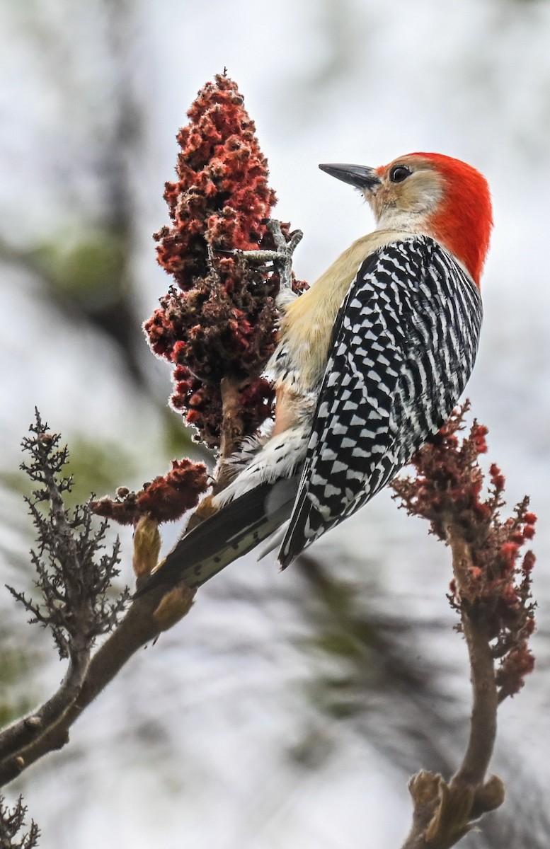Red-bellied Woodpecker - ML618456021