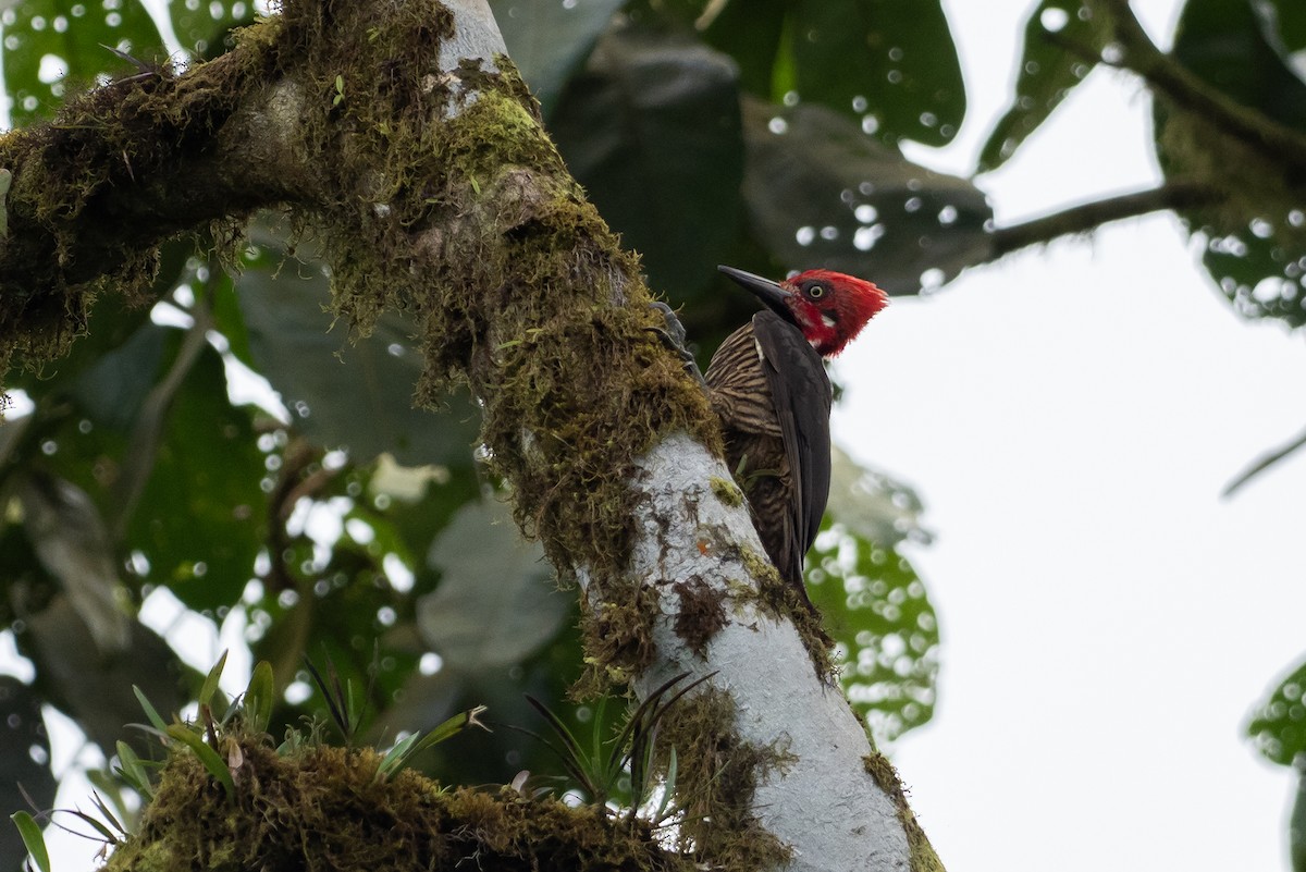 Guayaquil Woodpecker - ML618456048