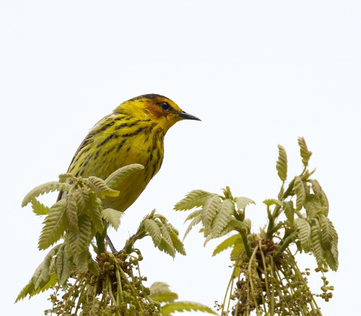 Cape May Warbler - ML618456087
