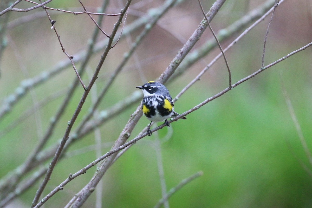 Yellow-rumped Warbler - ML618456095