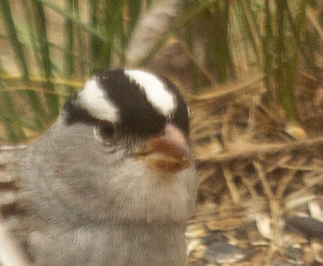 White-crowned Sparrow (Dark-lored) - ML618456099