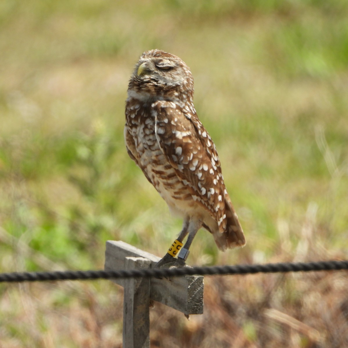 Burrowing Owl - ML618456104