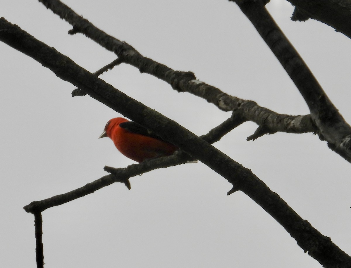 Scarlet Tanager - ML618456112
