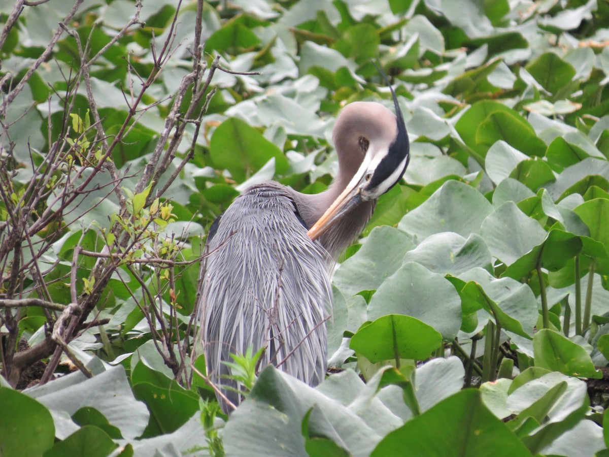 Great Blue Heron - Tracie Fitzgerald