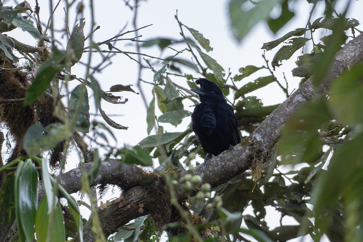 Эквадорская зонтичная птица - ML618456161