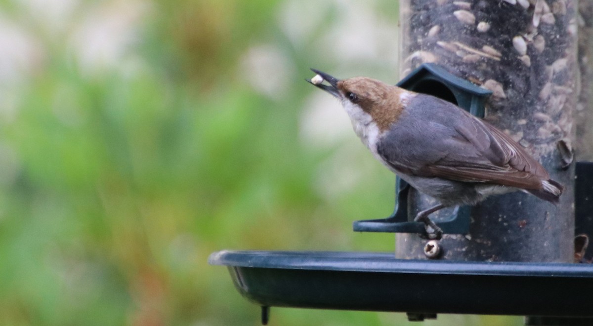 Brown-headed Nuthatch - ML618456172