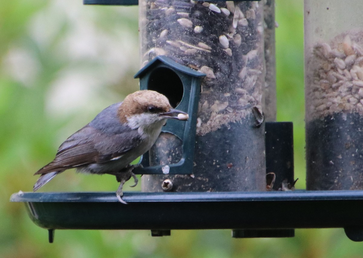 Brown-headed Nuthatch - ML618456182