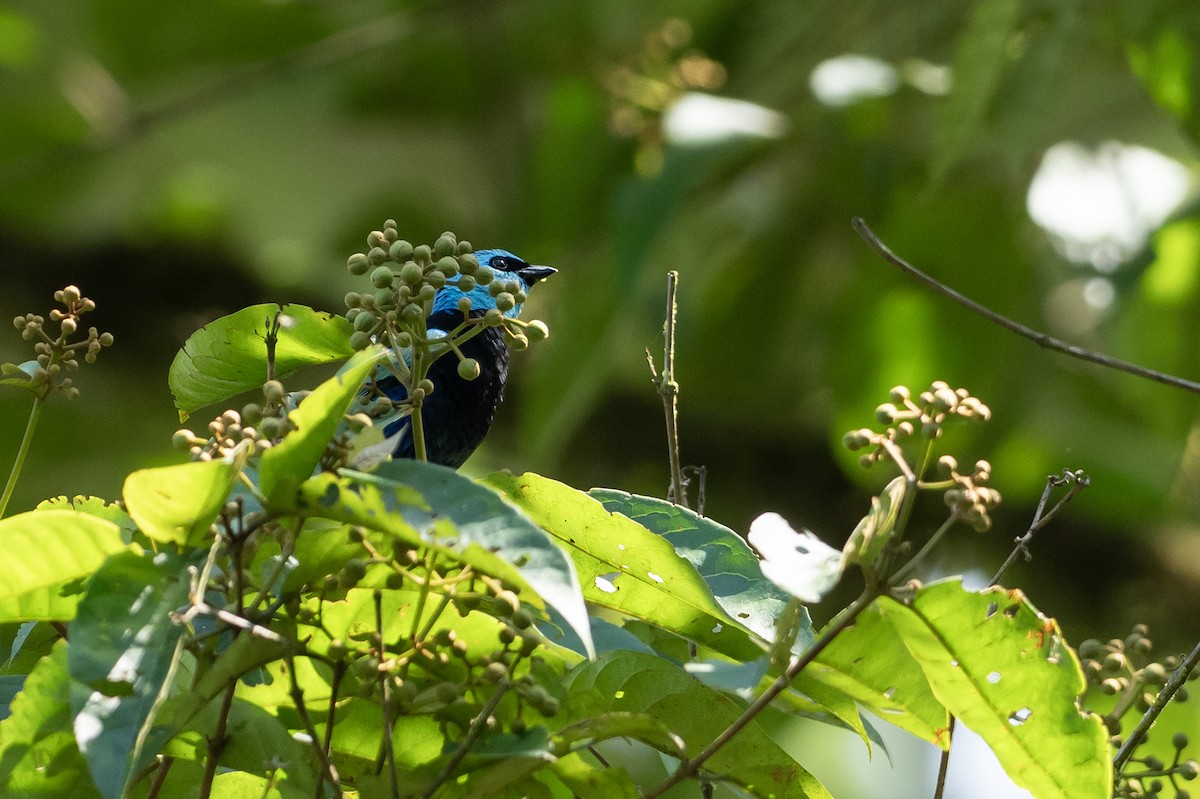 Blue-necked Tanager - ML618456193