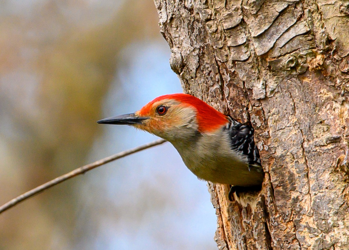 Red-bellied Woodpecker - ML618456195