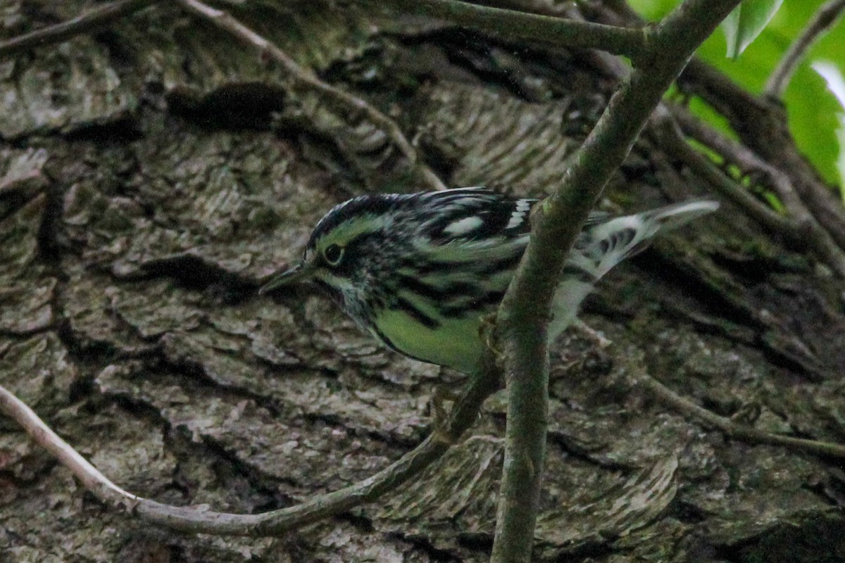 Black-and-white Warbler - ML618456210