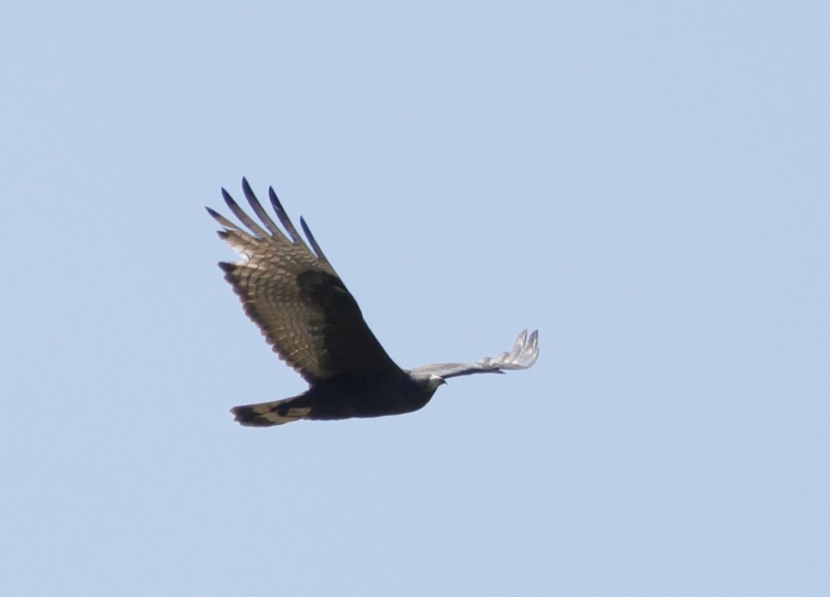 Zone-tailed Hawk - ML618456218