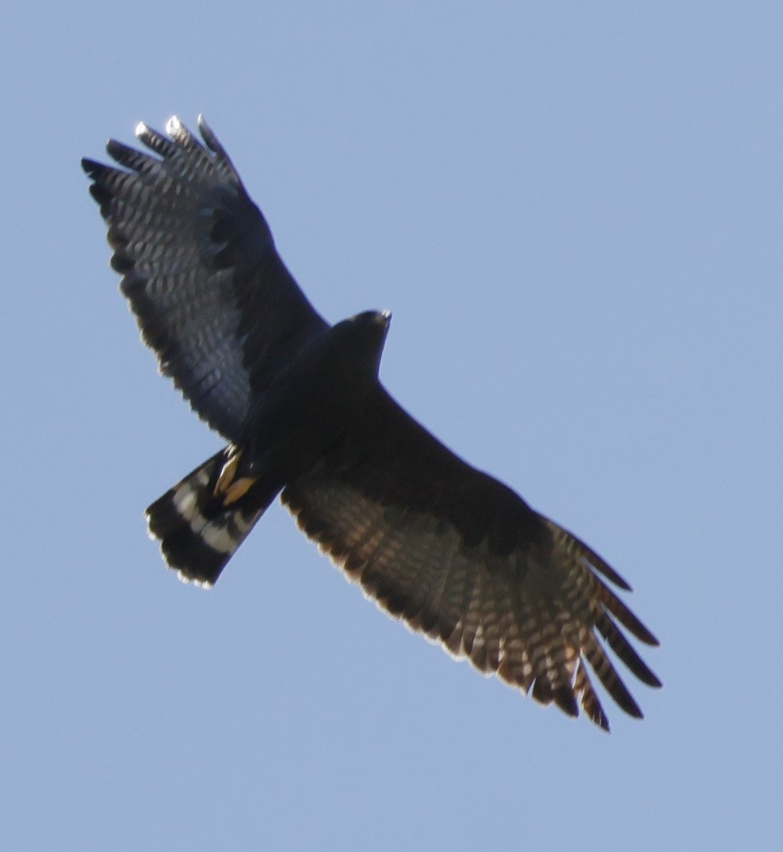 Zone-tailed Hawk - ML618456219
