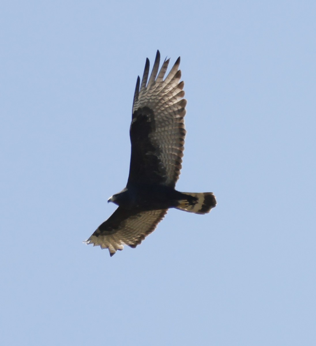 Zone-tailed Hawk - Brian Kaufman