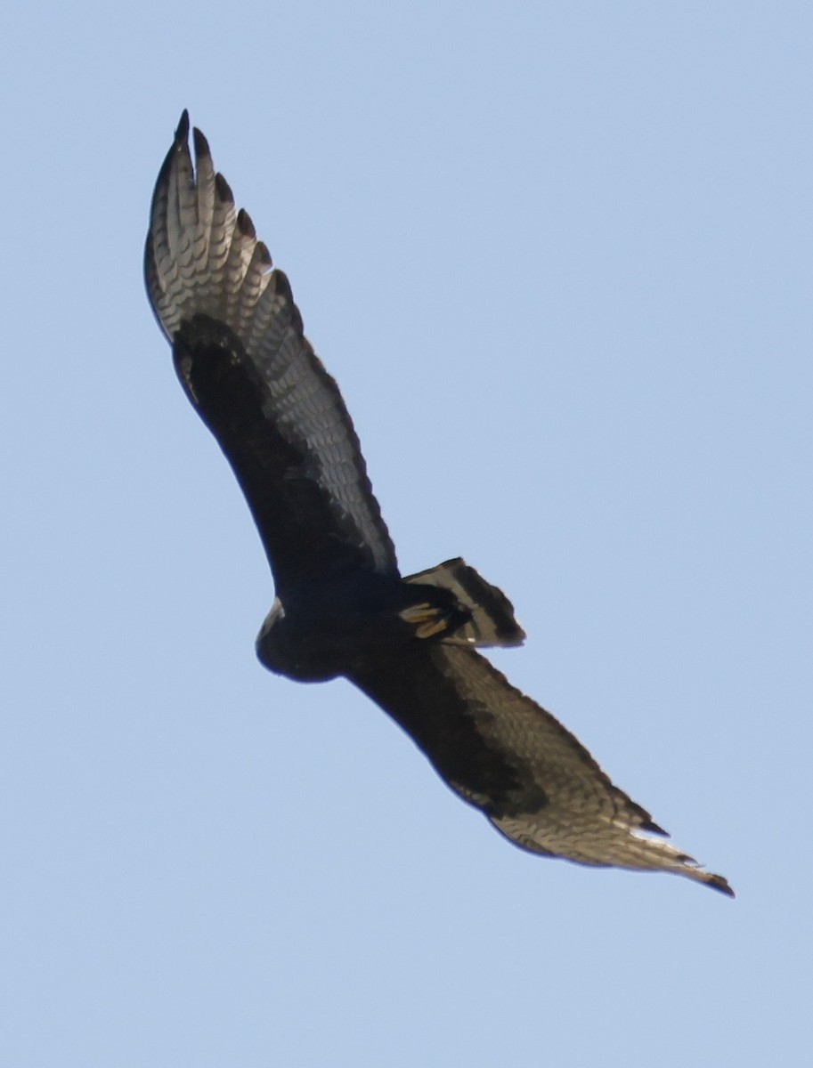Zone-tailed Hawk - ML618456221