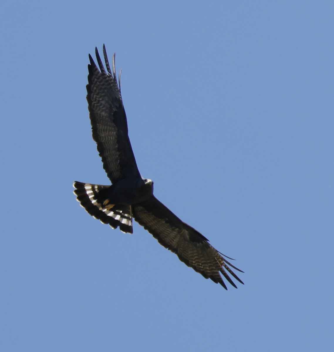 Zone-tailed Hawk - ML618456222