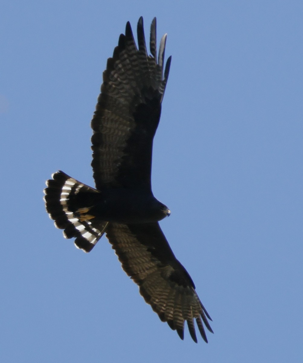 Zone-tailed Hawk - ML618456223