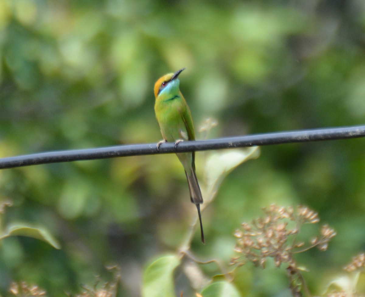 Asian Green Bee-eater - ML618456249