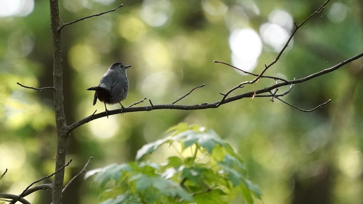 Gray Catbird - Indira Thirkannad