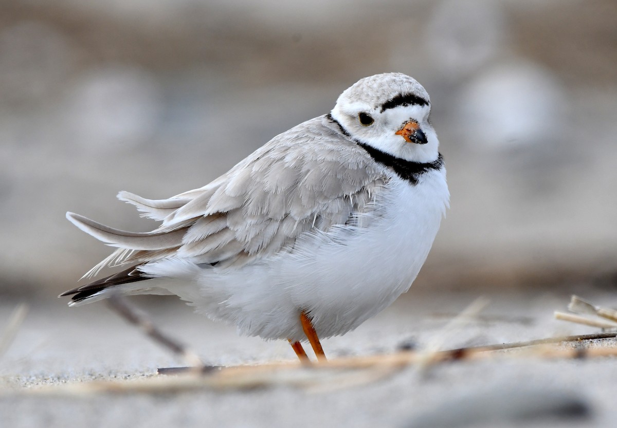 Piping Plover - ML618456286