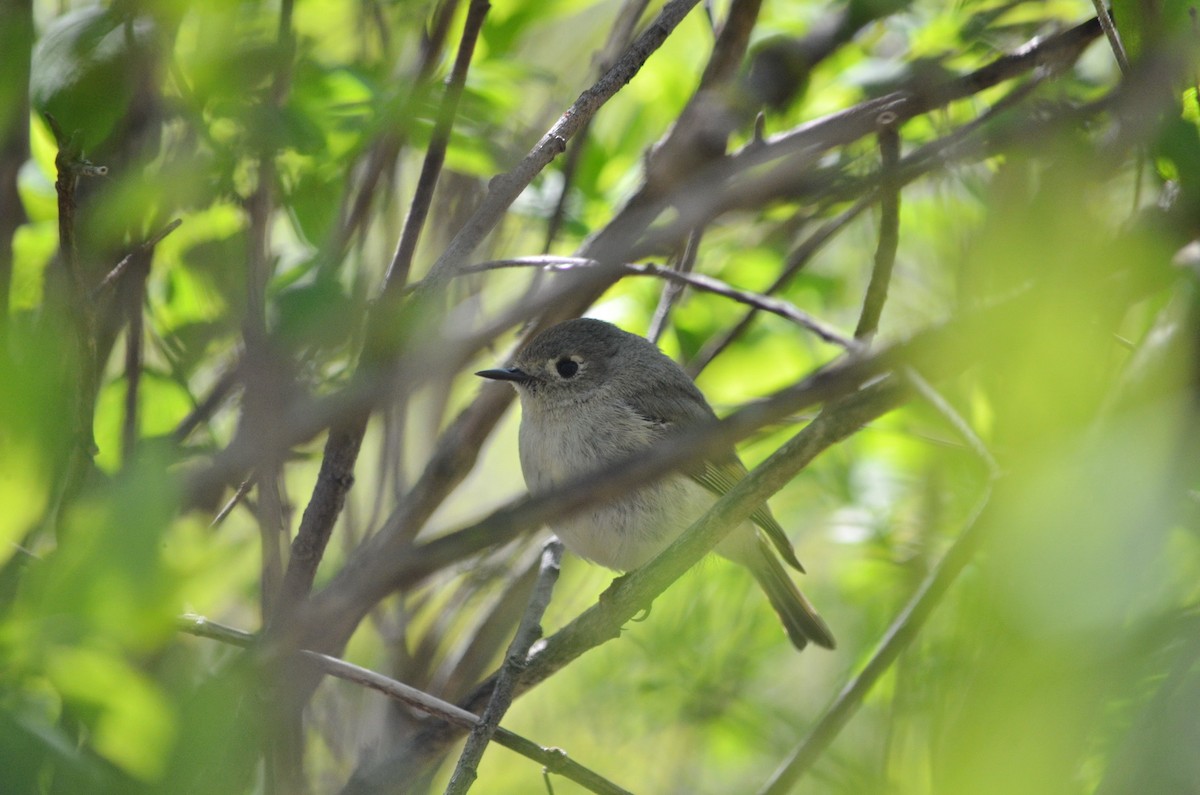 Ruby-crowned Kinglet - Jean and Bob Hilscher